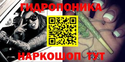гашик Кингисепп